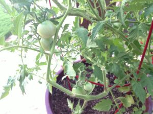 bigger tomatoes